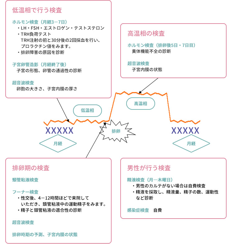 妊娠する仕組みの解説図
